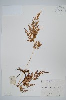 藏品(日本金粉蕨)的圖片