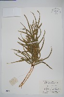 藏品(鳳尾蕨)的圖片