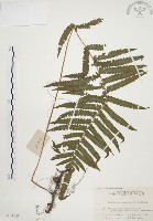 藏品(毛蕨)的圖片