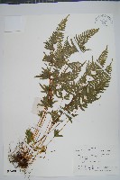 藏品(天草鳳尾蕨)的圖片