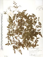 藏品(海金沙)的圖片