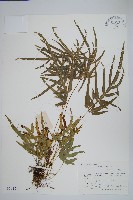 藏品(鳳尾蕨)的圖片