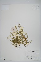 藏品(姬卷柏)的圖片