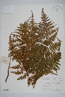 藏品(大金星蕨)的圖片