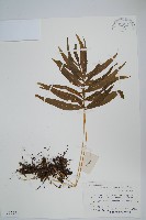 藏品(橢圓線蕨)的圖片