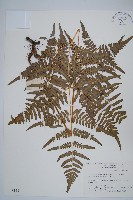 藏品(蕨)的圖片