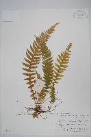 藏品(翅軸假金星蕨、短柄卵果蕨)的圖片