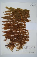 藏品(裡白)的圖片