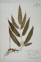 藏品(南嶺鳳丫蕨)的圖片