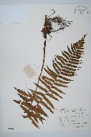 藏品(桫欏鱗毛蕨)的圖片