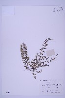 藏品(北京鐵角蕨)的圖片