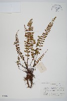 藏品(三翅鐵角蕨)的圖片