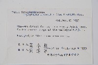 藏品(奇數鱗毛蕨)的圖片