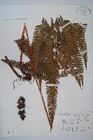 藏品(長尾複葉耳蕨)的圖片