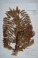 藏品(闊鱗鱗毛蕨)的圖片