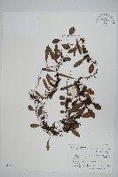 藏品(抱石蓮)的圖片