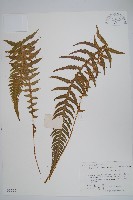 藏品(翅軸假金星蕨、短柄卵果蕨)的圖片