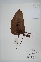 藏品(盾蕨)的圖片