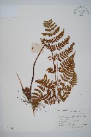 藏品(長葉鱗毛蕨)的圖片