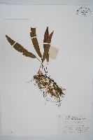 藏品(單葉雙蓋蕨)的圖片