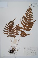 藏品(迷人鱗毛蕨、異蓋鱗毛蕨)的圖片