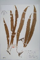 藏品(大星蕨)的圖片