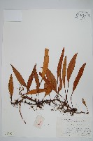 藏品(石葦)的圖片