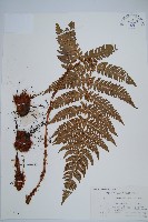 藏品(闊鱗鱗毛蕨)的圖片