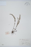 藏品(鐵角蕨)的圖片