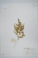 藏品(江南卷柏)的圖片