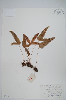 藏品(金雞腳)的圖片