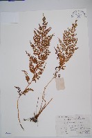 藏品(烏蕨)的圖片