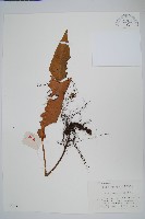 藏品(盧山石葦)的圖片