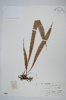 藏品(大星蕨)的圖片