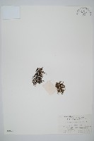 藏品(團扇蕨)的圖片