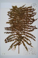 藏品(鱗芽裡白)的圖片