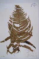 藏品(邊緣鱗蓋蕨)的圖片