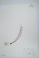 藏品(廬山瓦葦)的圖片