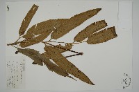 藏品(日本鳳丫蕨)的圖片