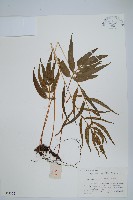 藏品(橢圓線蕨)的圖片