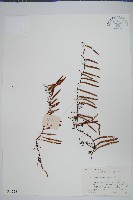 藏品(石蕨)的圖片