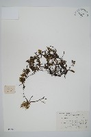 藏品(長柄假脈蕨)的圖片