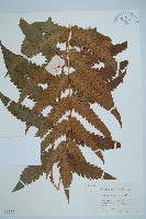 藏品(日本狗脊蕨)的圖片