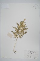 藏品(江南卷柏)的圖片