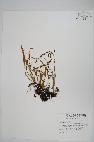 藏品(擬芨瓦葦)的圖片