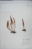 藏品(玉山石葦)的圖片