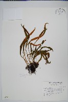 藏品(玉山石葦)的圖片