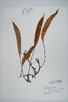 藏品(石葦)的圖片