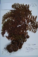 藏品(柄囊蕨)的圖片