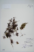 藏品(細葉蕗蕨)的圖片